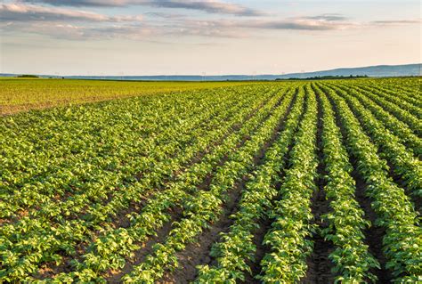 Nurse crops help potatoes face environmental factors | Farmtario