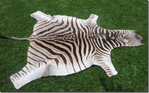 A grade Burchell Zebra hides