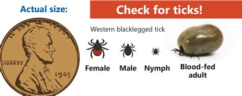 Lyme Disease