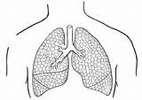 Human Lungs Coloring Pages sketch template