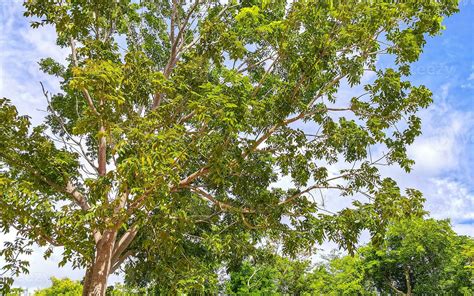 Canopy of Caribbean tropical trees with blue sky clouds Mexico ...