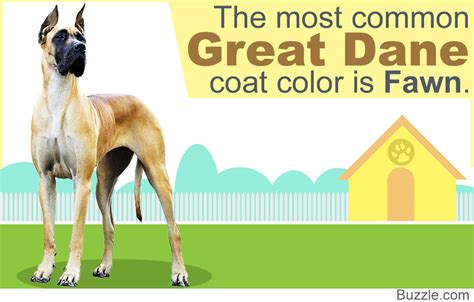 8 Different Great Dane Colors and Patterns With Amazing Pictures - DogAppy