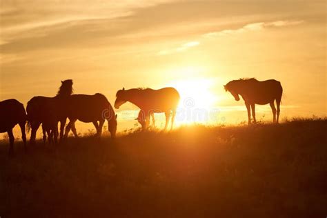 Horses Graze on Pasture at Sunset. Stock Image - Image of ranch, color ...