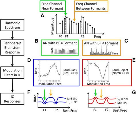 Speech Coding in the Brain: Representation of Vowel Formants by Midbrain Neurons Tuned to Sound ...