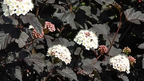 Physocarpus opulifolius 'Diabolo' - YouTube