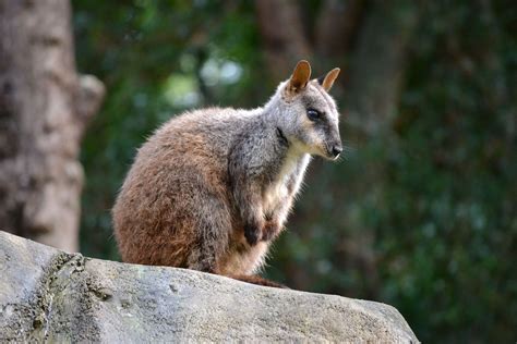 rock wallaby | Animals, Mammals, Wallaby