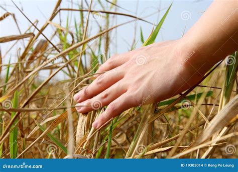 Hand Touching The Grass Stock Images - Image: 19303014