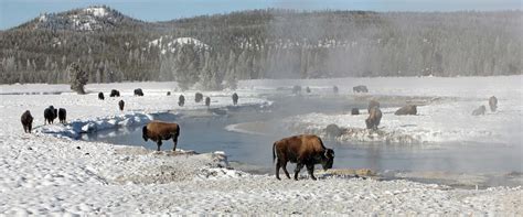 USA - 6 Days Yellowstone Winter Wildlife Adventure | Bucket List Group ...