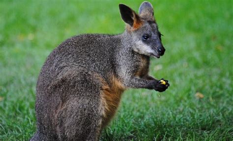 Wallaby - Is It Different From The Kangaroo?