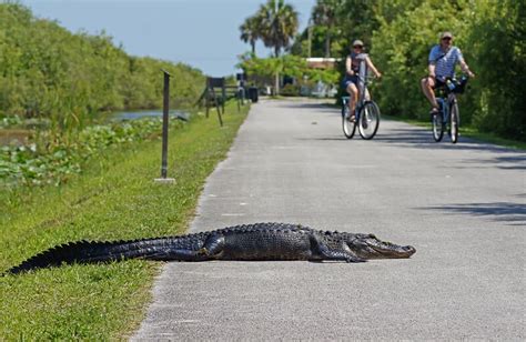 Shark Valley at Everglades National Park: Great bike trail; wildlife