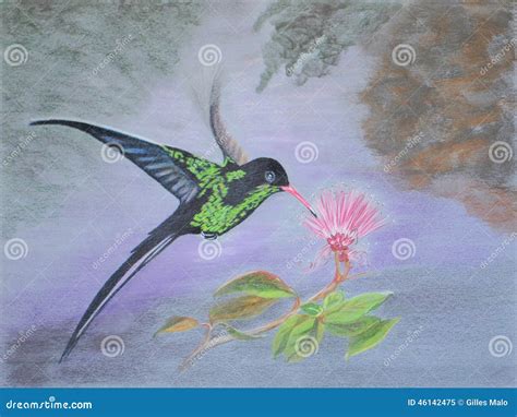 Painting Of Jamaican Streamertail Hummingbird Stock Photo | CartoonDealer.com #46142475