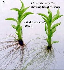 Bryophytes - Plant Divisions