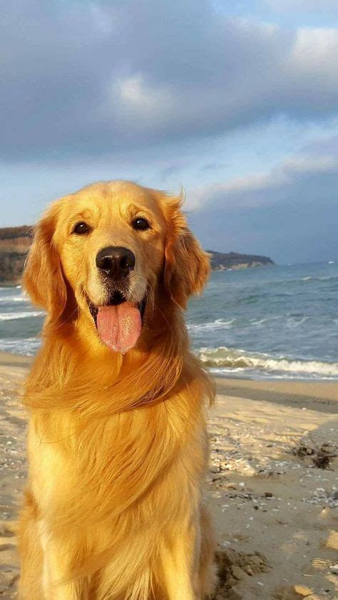 Golden Retriever enjoying at the beach. #goldenretriever #goldens #doglovers # ...