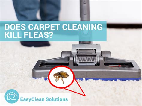 Does Carpet Cleaning Kill Fleas? | EasyClean Solutions