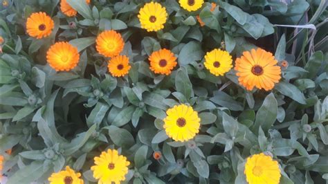 how to grow and care calendula flower tips - YouTube