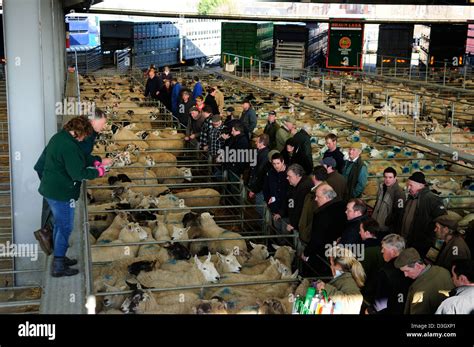 Melton Mowbray Cattle Market,Leicestershire England Stock Photo - Alamy