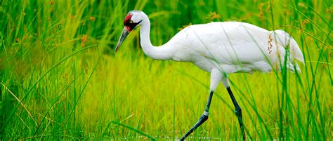 New model suggests prime habitat for whooping cranes - The Wildlife Society