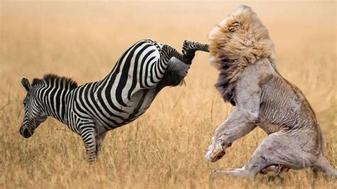 Lion vs Zebra Zebra Wins | Lion vs Zebra Incredible Fighting Must Watch New 2016 | Zebra ...