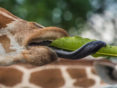 Truth or Tail: Giraffe have prehensile tongues| Cleveland Zoological ...