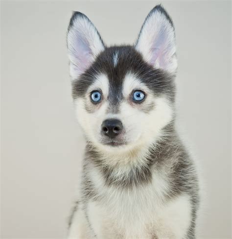 Cute Pictures of Huskies | POPSUGAR Pets Photo 7