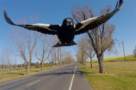 Cyclist killed trying to dodge angry magpie swooping down on path in Australia | London Evening ...