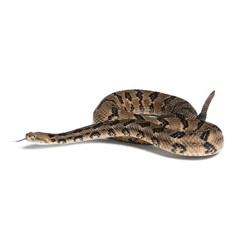 Canebrake Rattlesnake | Active Pest Control - Pest Control and ...