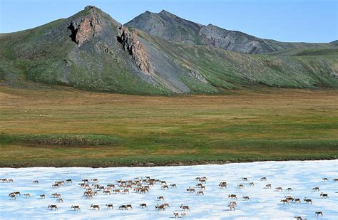 See the Arctic National Wildlife Refuge in Spring | Audubon Alaska