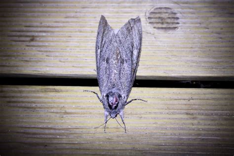 Giant Wood Moth - A-Z Animals