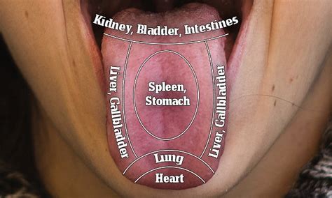 How to 'read' your tongue - and what it says about the state of your health | Daily Mail Online