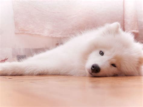 Samoyed Wallpapers - Wallpaper Cave