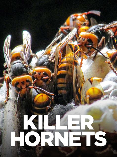 Killer Hornets TV Listings, TV Schedule and Episode Guide | TV Guide