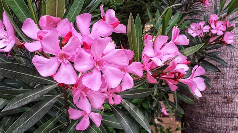 Oleander Flower