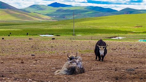 Tibetan Yak Grazing In Northern Tibet Plateau Background, Tibet, Yak ...