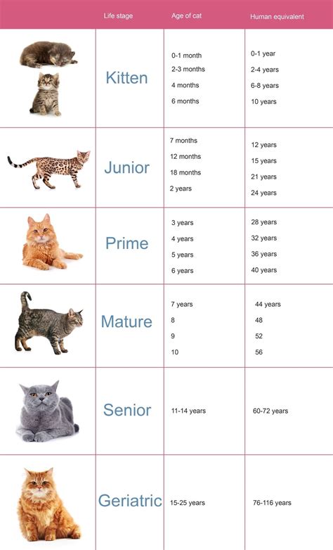 Cat Age Size Chart