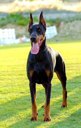 Doberman Pinscher Stock Photo - Download Image Now - Doberman Pinscher, 2015, Aggression - iStock