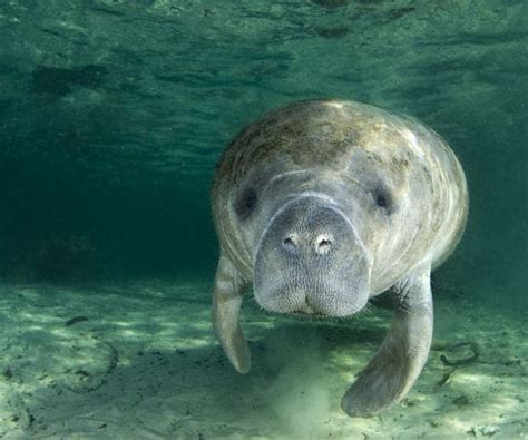 Manatees' Endangered List Removal Upsets Conservationists | Newsmax.com