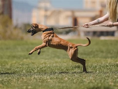 Belgian Malinois | Working dogs, Dog breeds, K9 dogs