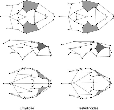 Morphological effect of cladogenesis, taking into account the factors ...