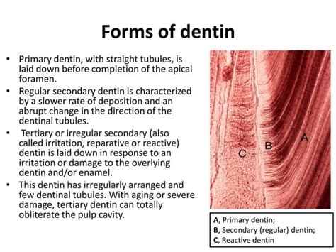 Dentin | PPT