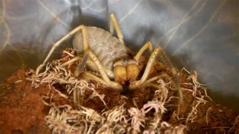 Camel Spider Screeching! (Stridulating) - YouTube