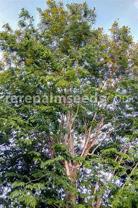 Afzelia xylocarpa – Makha Tree – Buy seeds at rarepalmseeds.com