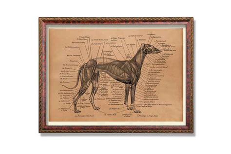 Dog Anatomy poster Animal print Anatomical decoration Medical | Etsy