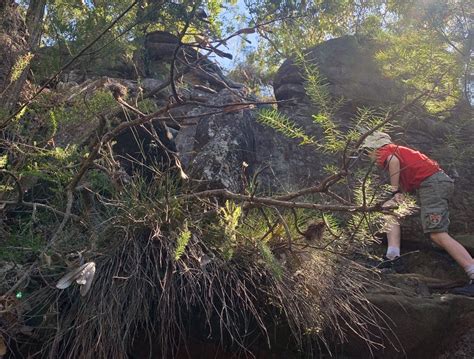 Have You Discovered the Gosford Glyphs? Here's a Bushwalk with a Mystery! - Central Coast ...