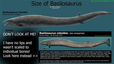 Basilosaurus- Size Comparison by Harry-the-Fox on DeviantArt