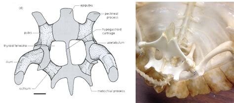 Biology of the Reptilia: Lab #2: Testudines (Nick Spies and Alex Murray)