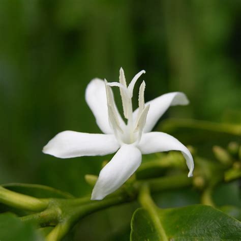 Oxford University Plants 400: Coffea arabica - BRAHMS Online | Flower ideas | Pinterest | Coffea ...