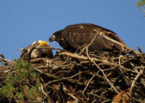 Bald Eagle feeding time... — Digital Grin Photography Forum