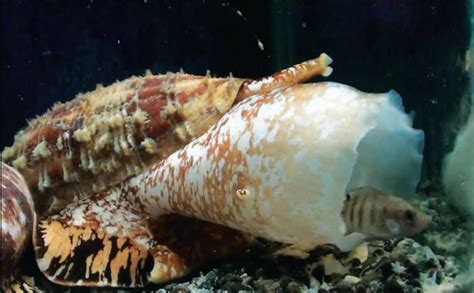 Cone Snail Venom Could Inspire Fast-Acting Insulin For Diabetes