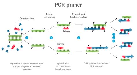 Primer design guide - 5 tips for best PCR results