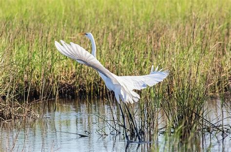 Time for me to fly Photograph by D George Taylor